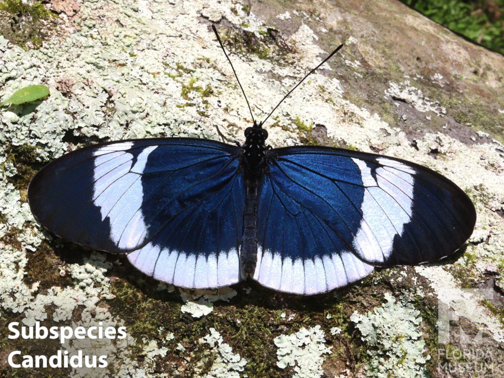 Subspecies Candidus, Sapho Longwing butterfly ID photos - Butterfly is blue at the center, white bands across the wings and black at the tips