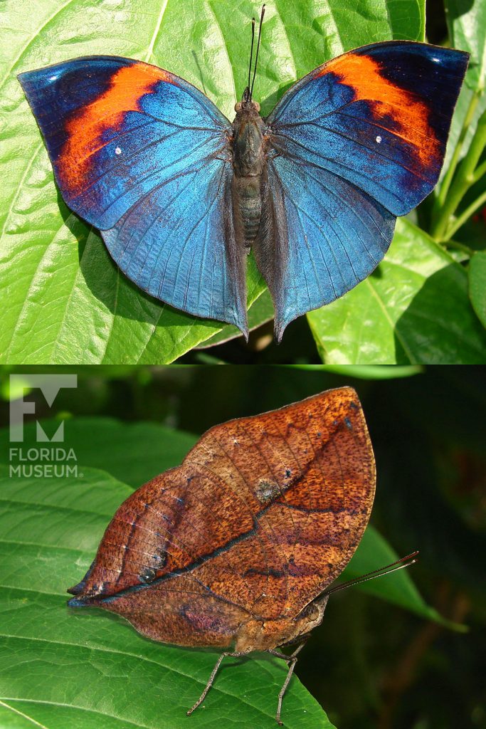 Indian Leaf Butterfly ID photos - Male and Female butterflies look similar. With wings open butterfly blue with a wide stripe of orange and black at the tips. With wings closed butterfly is brown and looks like a leaf.