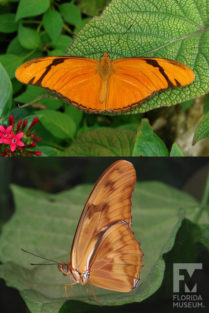 Julia butterfly ID photos. Male and female butterflies similar. Butterfly with wings open is orange with black edges, butterfly with wings closed has tan with darker brown markings.