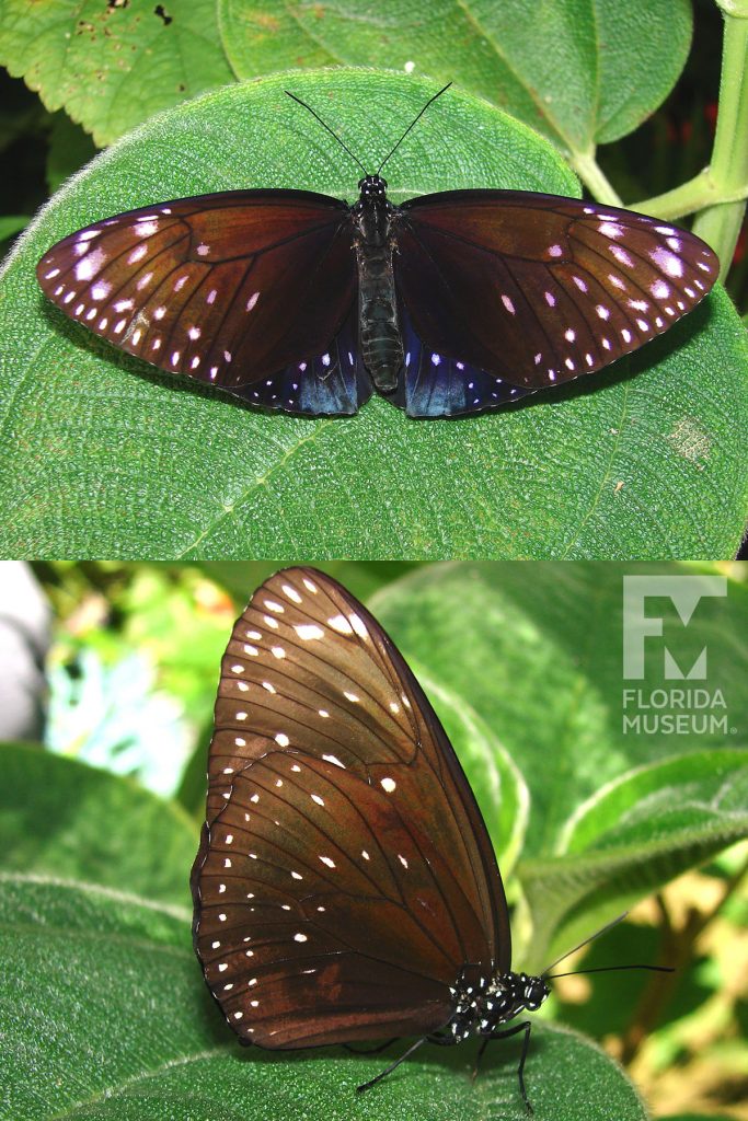 King Crow butterfly with open and closed wings. Male and female butterflies look similar.