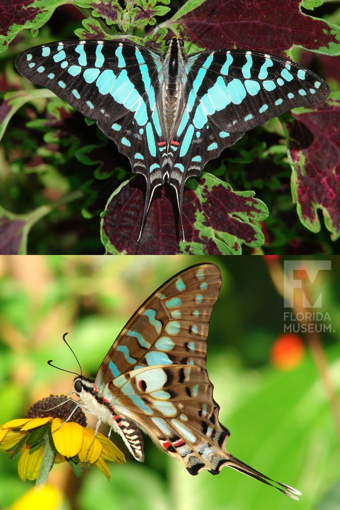 Large-striped Swordtail Butterfly ID photos. Male and female butterflies look similar. The lower wings end in a long thin point. With its wings open the butterfly is black with large aqua blue markings. With its wings closed the butterfly is light brown with pale green markings.