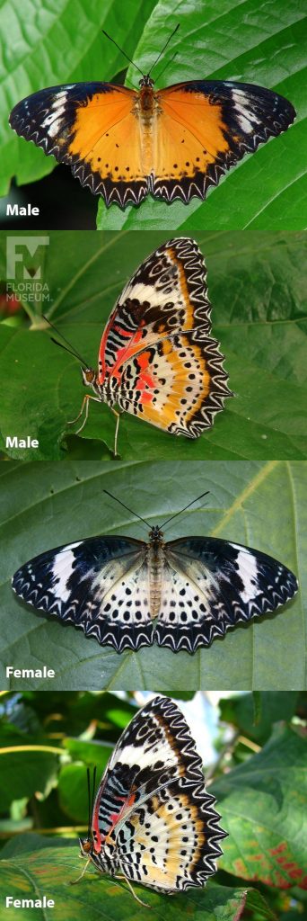 Leopard Lacewing Butterfly ID photo - With wings open the male butterfly is orange with black edges and patters along the edges, the female butterfly is grey with black edges. With wings closed butterfly is brown, orange, cream and red with black patterns