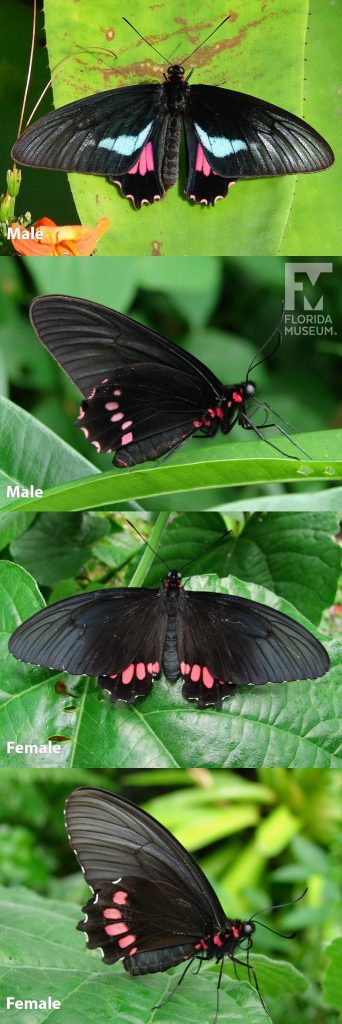 Male and Female Lysander Cattleheart butterfly ID photos with open and closed wings. With closed wings the male and female butterflies are black with red markings on the lower wing and on the body of the butterfly. With open wings the female butterfly is black with red markings along the lower wing. The Male butterfly is similar but also has light blue markings on the upper wing.