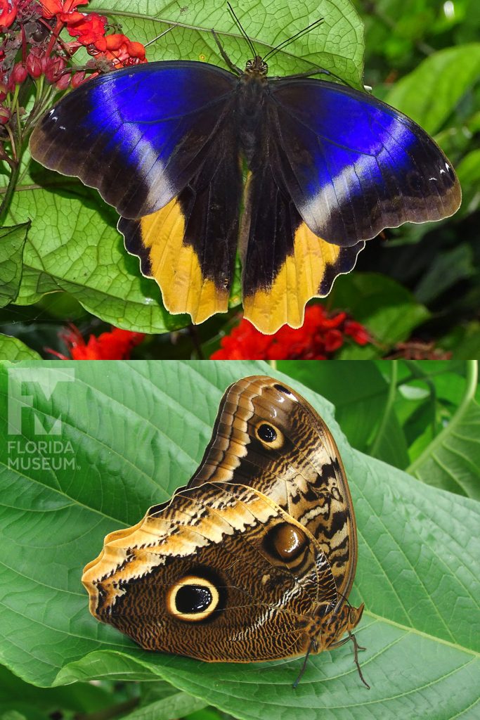 Magnificent Owl butterfly ID photo. Male and female butterflies look similar. Butterflies with wings closed are shades of brown and cream with large ‘owl eye’ spots. With wings open the top wings are black with a wide blue patch and a light grey stripe running through the blue patch. The lower wings are black with a yellow stripe.