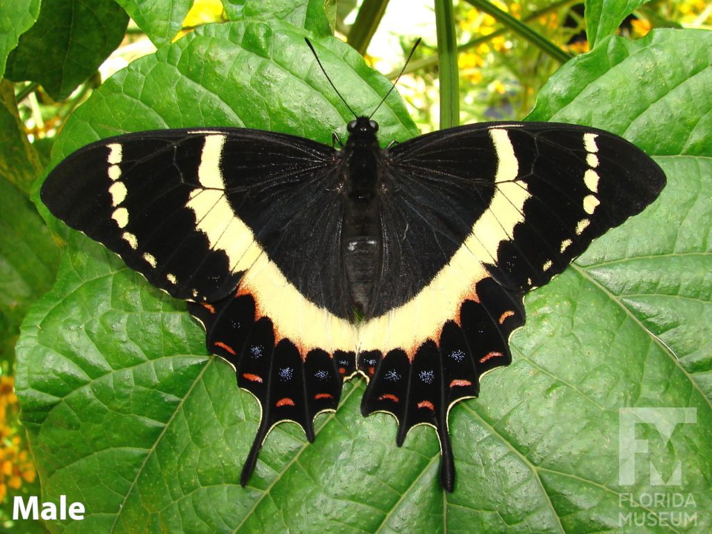 Male Magnificent Swallowtail Butterfly with open wings. The lower wings end in several points. With its wings open the male butterfly is black with wide yellow bands and smaller red, blue, and yellow markings along the wing edges.