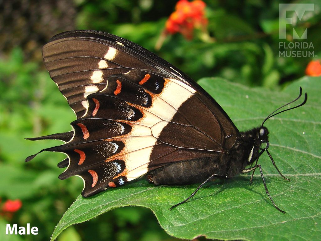 Male Magnificent Swallowtail Butterfly with wings closed. The lower wings end in several points. With its wings closed the male butterfly is black/brown with yellow and red markings