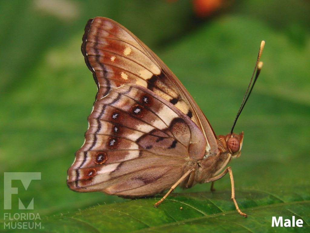 Male Tawny Emperor butterfly with close wings. Butterfly is tan with many markings in shades from cream to russet brown