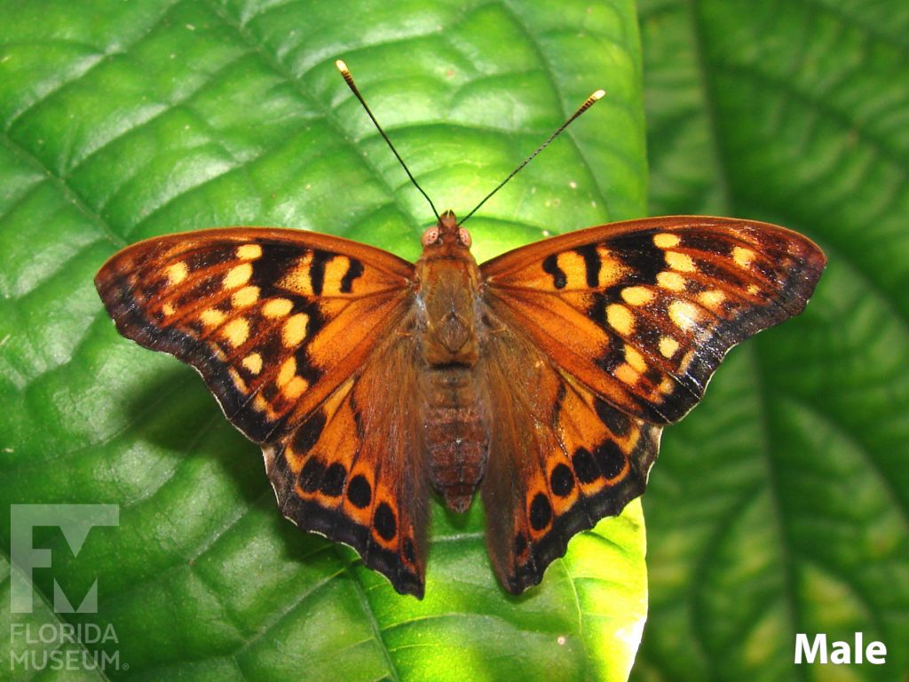 Male Tawny Emperor butterfly with open wings. Butterfly is orange with many pale orange/yellow and black spots