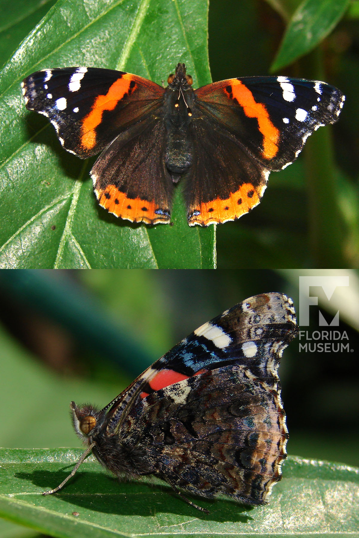 Red Admiral Exhibits