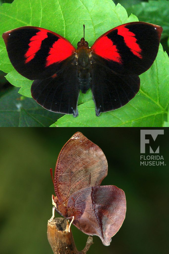 Red-striped Leafwing Butterfly ID photo - Male and Female butterflies look similar. With wings open butterfly is black with two wide red stripes on each of the upper wings. With wings closed butterfly is brown and looks like a leaf.