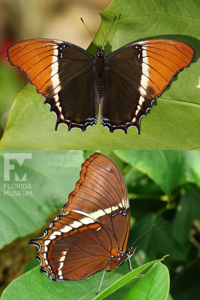 Rusty tipped Page Butterfly ID photo - Male and Female butterflies look similar. With wings open butterfly is brown with a stripe of cream and orange tips. With wings closed butterfly is brown with a cream stripe.