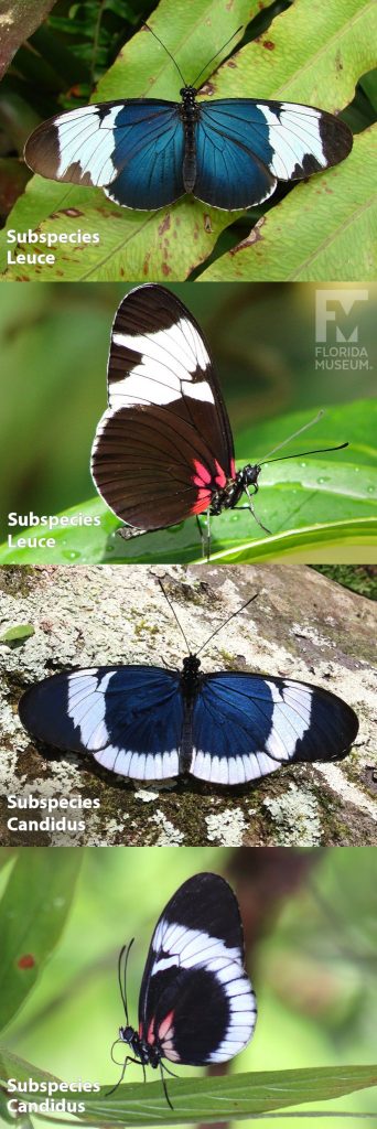 Sapho Longwing, Subspecies Candidus and Leuce butterfly ID photos with open and closed wings. Subspecies Leuce with wings open is blue at the center, white bands across the wings and black at the tips. Subspecies Leuce butterfly with wings closed is black with a red marking near the body and a wide white band across the center of the wings. Subspecies Candidus butterfly is blue at the center, white bands across the wings, along the edges, and black at the tips. Subspecies Candidus butterfly with wings closed is black with a red marking near the body and a wide white band across the center of the wings.