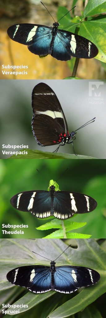 Subspecies of Sara Longwing butterfly ID photos with open and closed wings. Wings are long and narrow. Subspecies sprucei is black, iridescent blue at the center with white bands across the wings. Smaller white marking edge the wings. Subspecies theudela with wings open is faintly blue near the center with white bands and white edges. Subspecies veraepacis with wings open is black with blue near the center with two white bands across the upper wing. With closed wings Subspecies veraepacis is black wings with red markings near the body and white band across the wings.