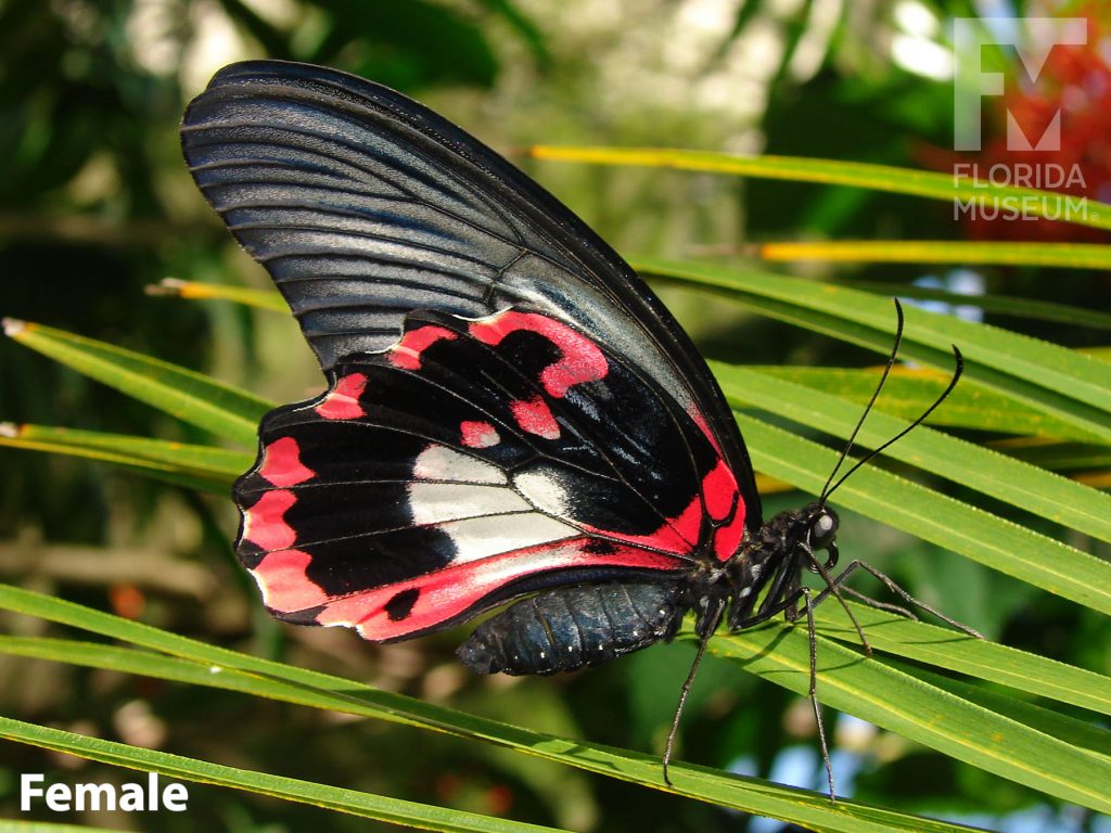 Female Scarlet Mormon butterfly with closed wings. Butterfly is black with thin black lines and red and white markings on the lower wing.