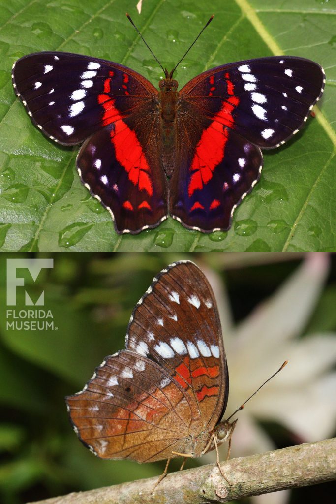 Scarlet Peacock Butterfly ID photo - Male and female butterflies look similar. With its wings open the butterfly is black and brown with red and white markings. With its wings closed butterfly is lighter brown with dull white and red markings.