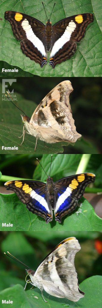 Male and Female Silver-Emperor butterfly ID photos with open and closed wings. Female butterflies with open wings are mottled brown with wide white stripes and yellow spots at the wing tips. Female butterflies with closed wings are mottled tan and grey. Male butterflies with open wings are mottled brown with wide white stripes, iridescent blue markings and yellow spots at the wing tips. Male butterflies with closed wings are mottled grey.