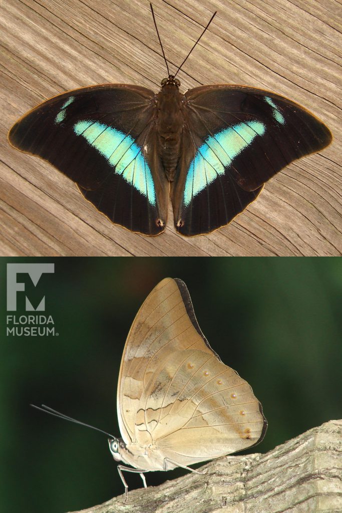 Silver King Shoemaker butterfly ID photos with open and closed wings. Male and female butterflies look similar. Butterfly with closed wings is a mottled tan and light brown. Butterfly with open wings black or dark brown with a large crescent shaped light-blue markings