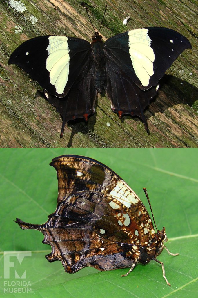 Silver-studded Leafwing Butterfly ID photos - With wings open butterfly is black with wide white stripes. With wings closed butterfly is brown and looks like a leaf. Male and Female butterflies look similar.