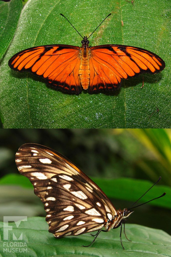 Silverspot butterfly ID photos - Male and female butterflies similar. Butterfly with wings open is orange with black edges, butterfly with wings closed has tan, black, and cream markings.