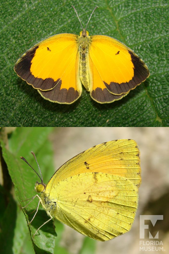 Male and Female Sleepy Orange butterfly ID photos with open and closed wings. Male and female look similar with wings closed but the pattern can vary. Sleepy Orange butterfly with closed wings is yellow green with small brown spots and a wider light brown spot. With open wings butterfly is yellow and brown/black wings edges