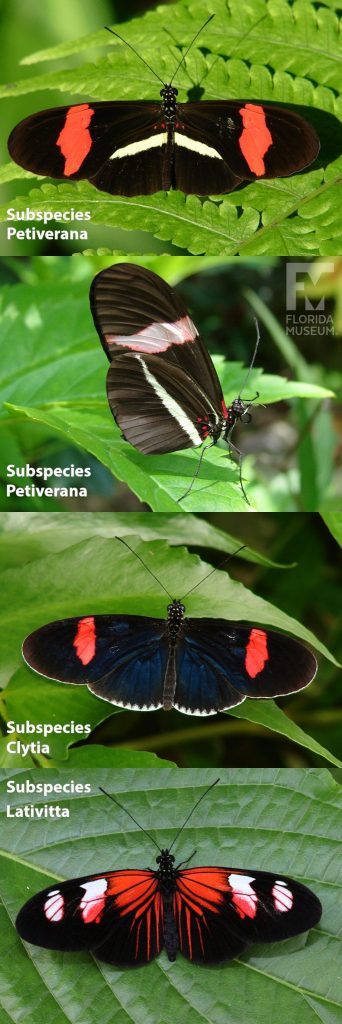 Subspecies Cyrbia, Lativitta, and Petiverana Small-Postman butterfly ID photos with open and closed wings. Subspecies Cyrbia butterfly with wings opened is black with small white markings along the wings edges and a red band along the wings tips. Wings are long and narrow. Subspecies Lativitta butterfly with wings opened is black with red stripes fanning out from the center and two white markings on the tips of the wings. Subspecies petiverana butterfly with wings opened is black with a white stripe at the center and white bands along the wings tips. Subspecies Petiverana butterfly with wings closed is black/black with white stripes.
