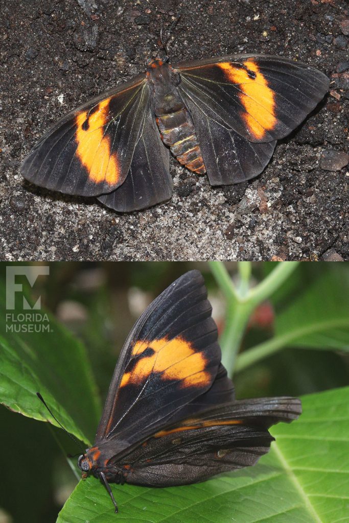 Small-spotted Owl Butterfly ID photos - male and female butterflies look similar. Butterflies with wings closed are brown/black with orange bands. With wings open are brown/black with smaller orange bands