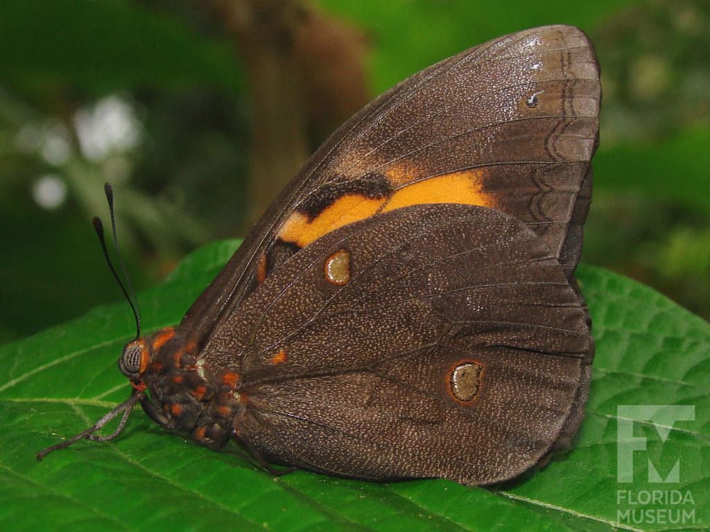 Small-spotted Owl Butterfly with wings closed. Male and female butterflies look similar. Butterflies is brown/black with orange bands.