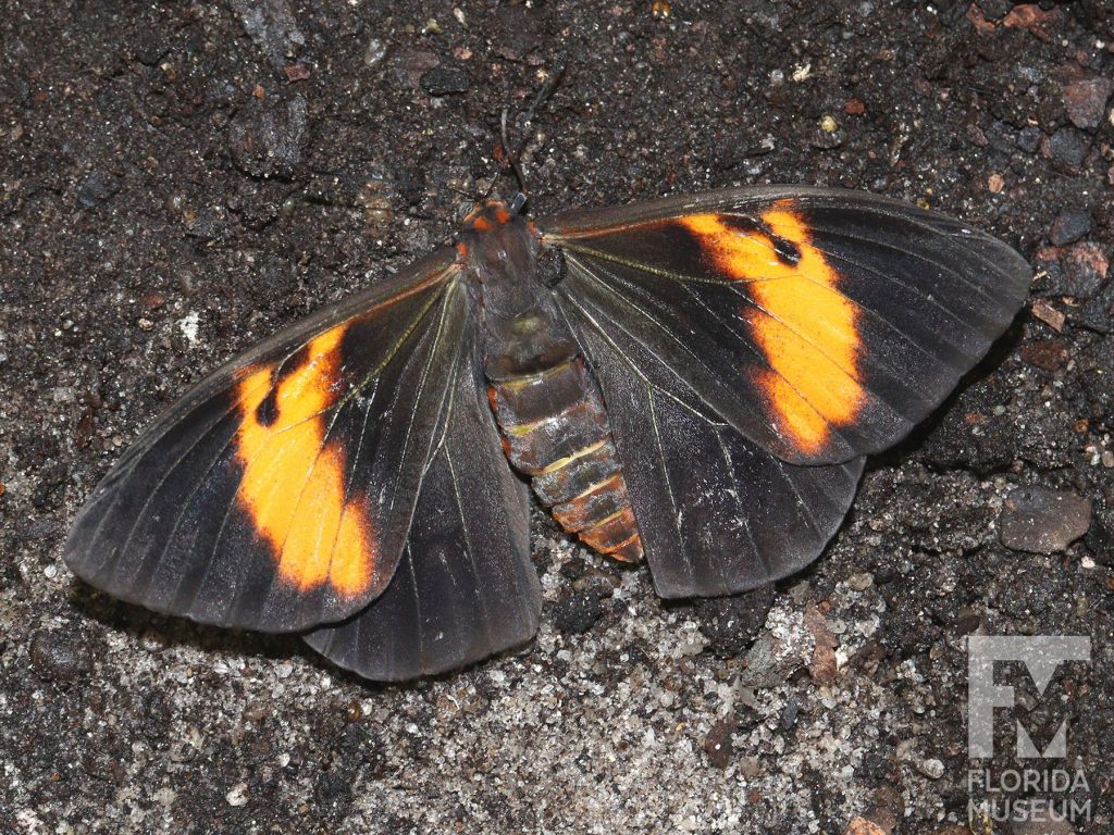 Small-spotted Owl Butterfly with wings open. Male and female butterflies look similar. Butterflies is brown/black with orange bands.