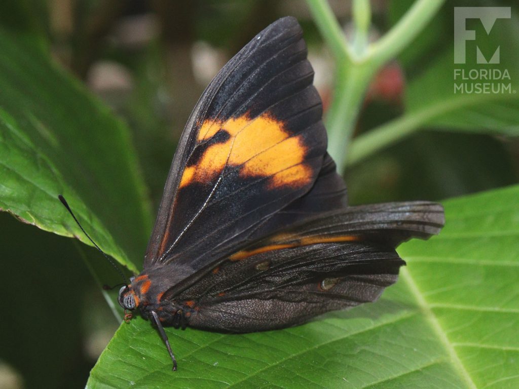 Small-spotted Owl Butterfly with wings partially open. Male and female butterflies look similar. Butterflies is brown/black with orange bands.