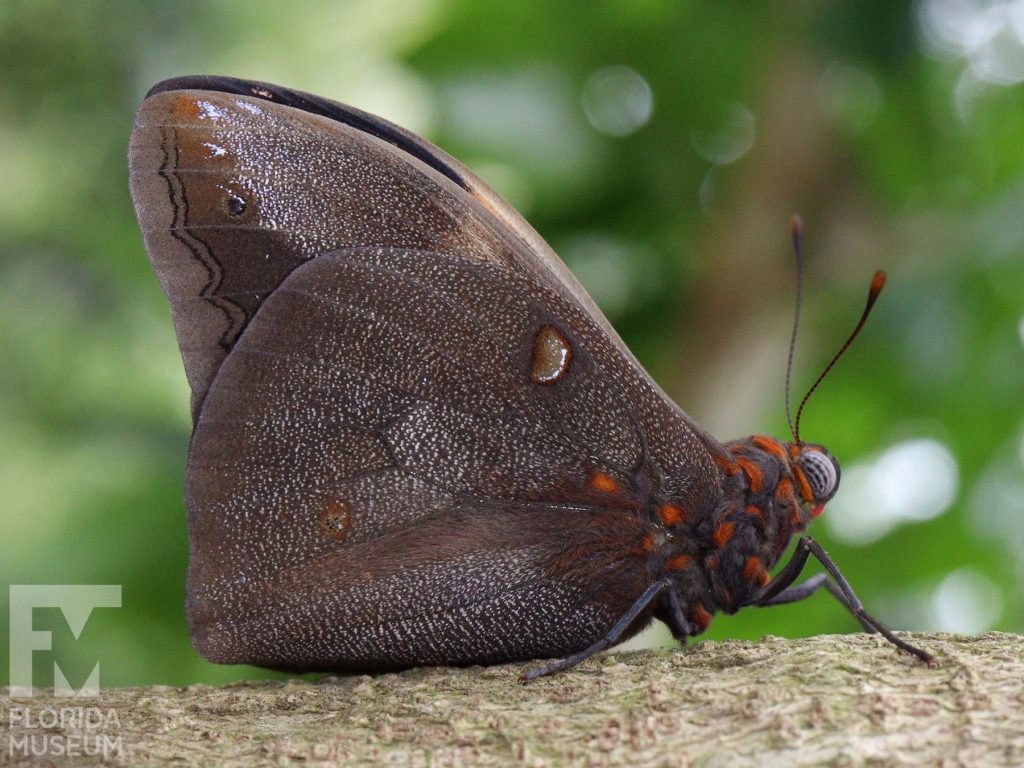 Small-spotted Owl Butterfly with wings closed. Male and female butterflies look similar. Butterflies is brown/black with orange bands.