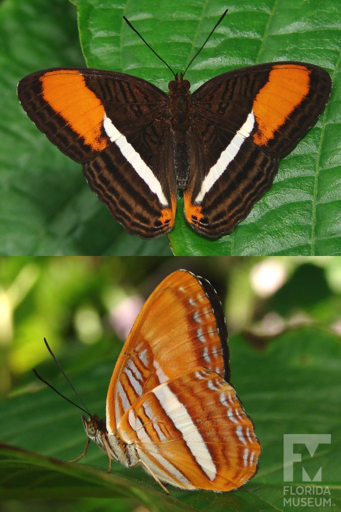 Friar Butterfly ID photo - Male and Female butterflies look similar. With wings open butterfly is brown with dark brown stripes. A wide white strip runs down the center of the wing, large orange spots are on the wing tips. With wings closed butterfly is orange-brown with darker and lighter stripes as well as white stripes.