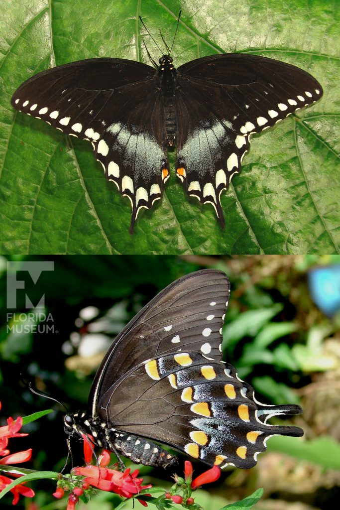 Spicebush Swallowtail Butterfly ID photo - Male and Female butterflies look similar. With wings open butterfly is black with white markings along the edges. The wings end in a point. With its wings closed the butterfly is black with two rows of yellow spots.
