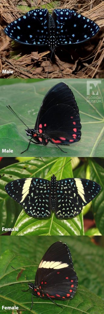 Male and Female Starry Night Cracker butterfly ID photos with open and closed wings