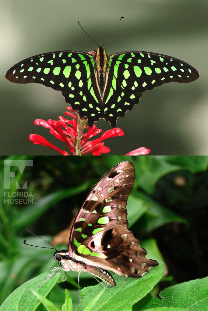 Tailed Jay Butterfly ID photos. Male and female butterflies look similar. With its wings open the butterfly is black with many vivid green spots. With its wings closed the butterfly is shades of grey with green spots, the body has similar coloring.