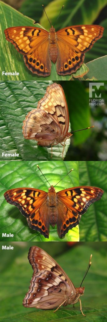 Male and Female Tawny Emperor butterfly ID photos with open and closed wings. Male butterfly with open wings is orange with many pale orange/yellow and black spots. Male butterfly with close wings is tan with many markings in shades from cream to russet brown. Female butterfly with open wings is muted orange with pale orange/yellow and black/brown spots. Female butterfly with close wings is tan with muted markings in shades from cream to brown.