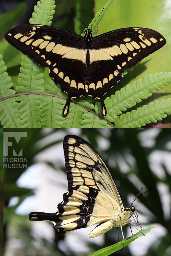 Thoas Swallowtail Butterfly ID photo - Male and female butterflies look similar. The lower wings end in a long thin point. With its wings open the butterfly is black with yellow stripes. With its wings closed the butterfly is yellow with black markings.