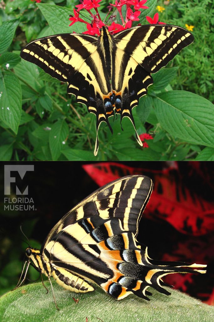 Three-tailed Tiger Swallowtail Butterfly ID photo - Male and female butterflies look similar. The lower wings end in three long thin points. With its wings open the butterfly is black with yellow stripes and red and blue markings. With its wings closed the butterfly is brown/black yellow stripes.