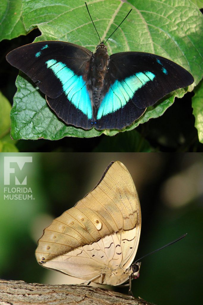 Silver King Shoemaker butterfly ID photos with open and closed wings. Male and female butterflies look similar. Open wings. Male and female butterflies look similar. Butterfly is are black with a large iridescent teal-blue marking. Closed wings are mottled light brown lighter, lighter near the center of the wings near the body of the butterfly.
