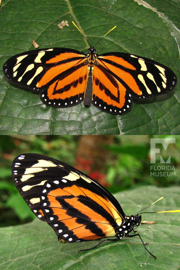 Tiger mimic Queen Butterfly. Male and Female butterflies look similar. Butterfly has long orange wings with black stripes. The wing tips are black with yellow stripes. The edge lower wing has a row of black dots.