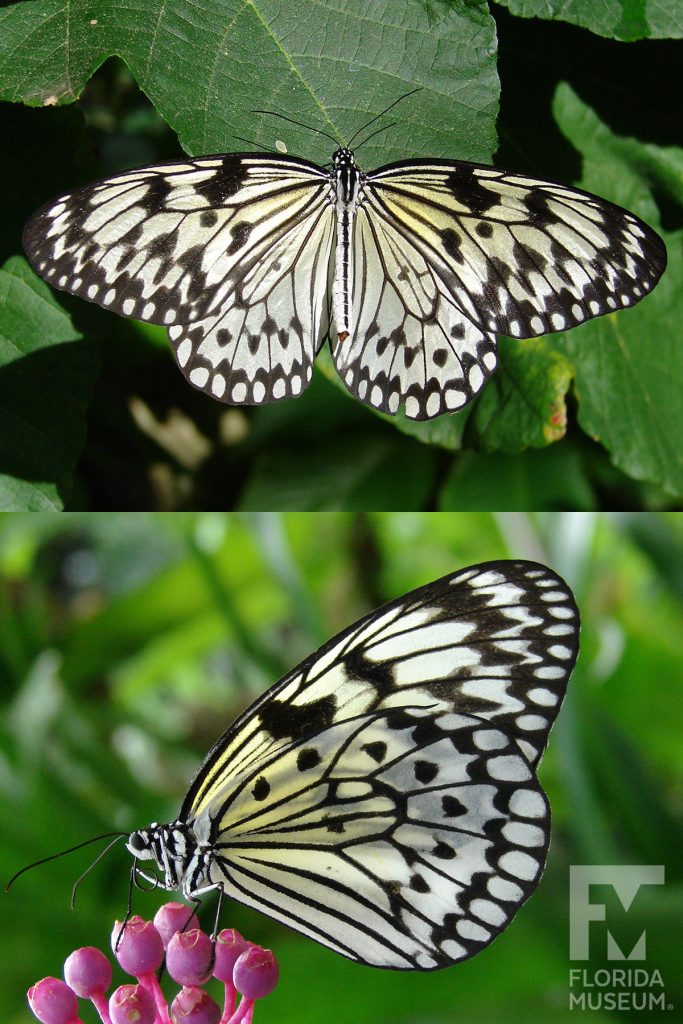Tree Nymph Butterfly ID photos - Male and Female butterflies look similar. The large wings are white/cream-colored with black veins and markings. A row of cream-colored ovals runs along the wing edges to form a distinct border.