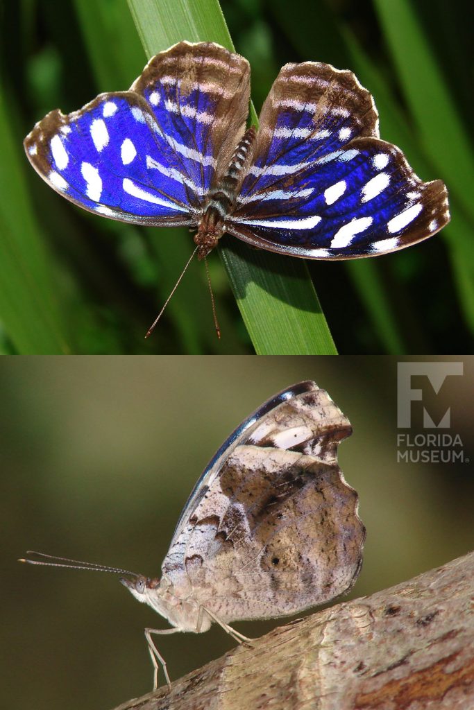 Tropical Blue Wave Butterfly ID photo - Male and female butterflies look similar. With its wings open the butterfly is bright blue with black and white markings. With its wings closed the butterfly is cream with brown markings.