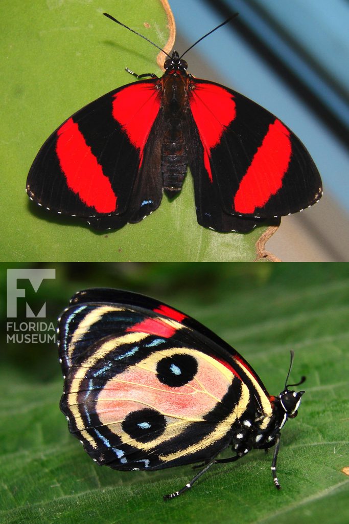 Two eyed 88 butterfly with open and closed wings. Male and female butterflies look similar. Open wings are black with wide red stripes. Closed wings are tan with black bands along the wing edges. Two eye spots are in the center of the wing.