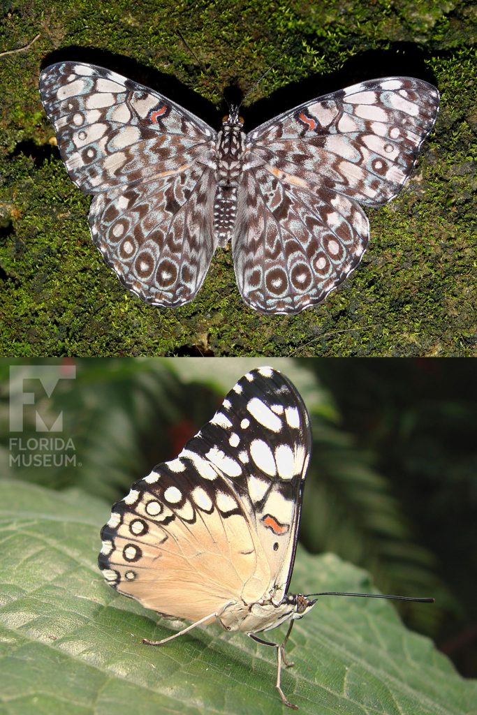 Variable Cracker Butterfly ID photo - Male and female butterflies look similar. With its wings open the butterfly is grey with many small brown and cream markings. With its wings closed the butterfly is cream with black and white markings along the top and edge of the wings.