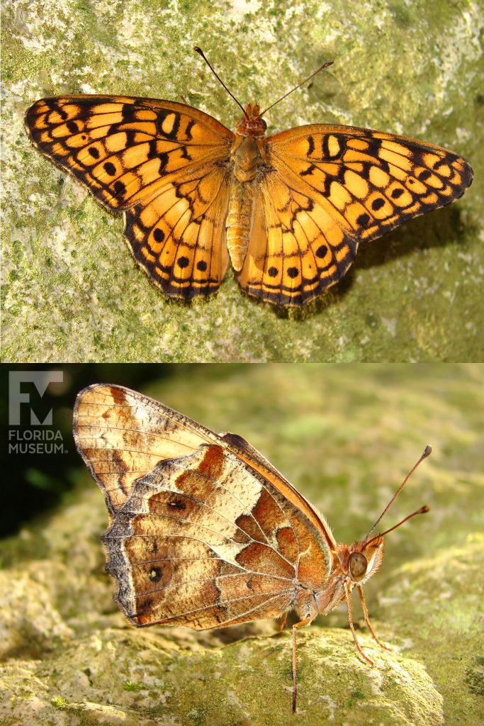 Variegated Fritillary butterfly with open and closed wings. Male and female butterflies look similar.