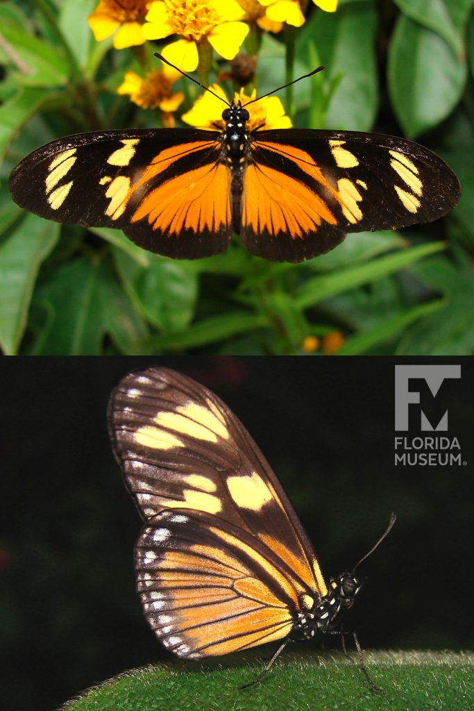 Vibilia Longwing butterfly with open and closed wings. Male and female butterflies look similar.