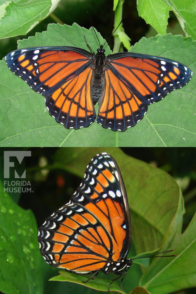 Viceroy Butterfly ID photos - Male and Female butterflies look similar. With wings open and closed butterfly is orange with wide black veins. The wing edges are black with white markings.