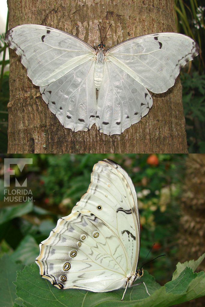 White Morpho Butterfly ID photos. Male and Female butterflies look similar. With wings closed the butterfly’s large wings are cream-colored with faint black markings and a row of small eye-spots in white, black and tan. The veins are tan and contrast with the cream-colored wings. Faint tan and black marking run along the edge of the wing.With wings open the butterfly’s large wings are cream-colored with faint black markings near the wing edges.