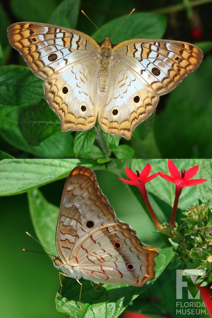 White Peacock Butterfly ID photos - Male and female butterflies looks similar. With its wings open butterfly with tan, brown and white with dark brown spots. Tan and brown markings form a border along the wing edges. With its wings closed butterfly has similar markings with some red markings.