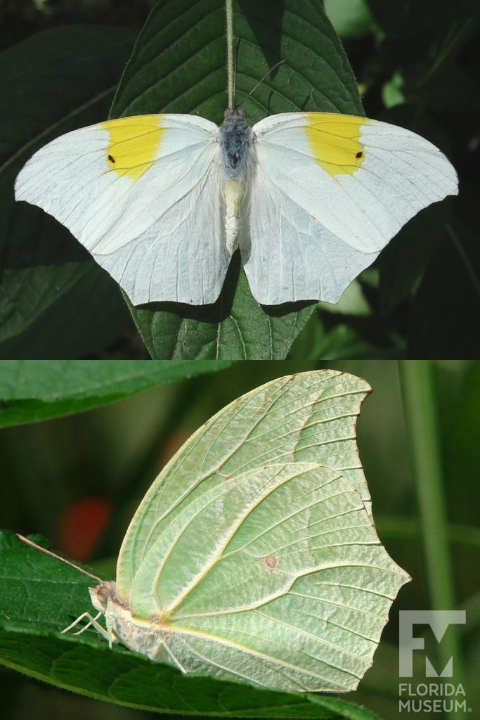 White-angled Sulfur Butterfly ID photo - Male and female butterflies look similar. With its wings open the butterfly is white with an irregular yellow markings on the upper wing. With its wings closed the butterfly is pale-green with lighter vein stripes.