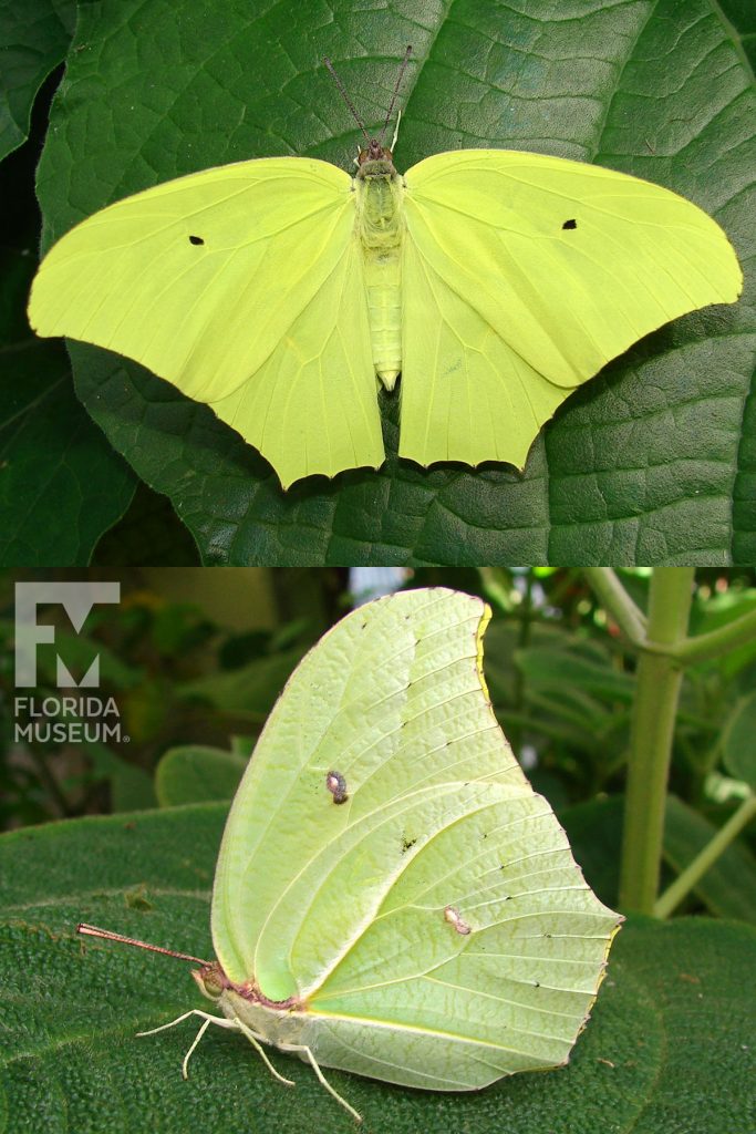 Male and Female Yellow-angled Sulfur butterfly ID photos with open and closed wings. Male and female butterflies looks similar. With closed wings butterfly is with yellow-green with a singe small brown dot at the center of the upper wing. With wings open butterfly with yellow-green with a singe small black dot at the center of the upper wing.